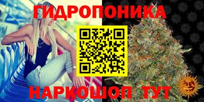 гашик Новозыбков